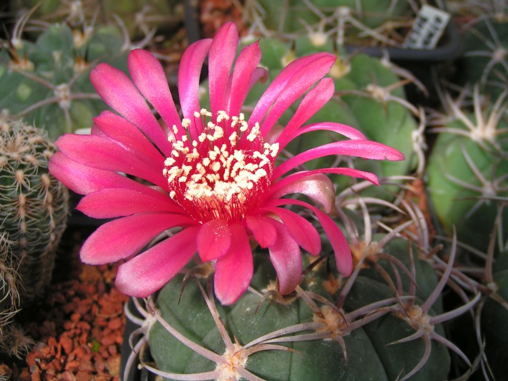 Gymnocalycium carminanthum